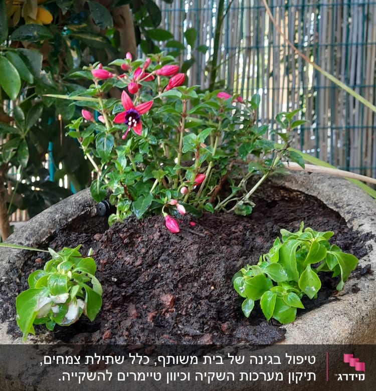 עציץ עם פרחים אדומים ואדמה לחה